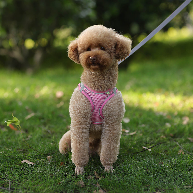 Dog Harness Leash