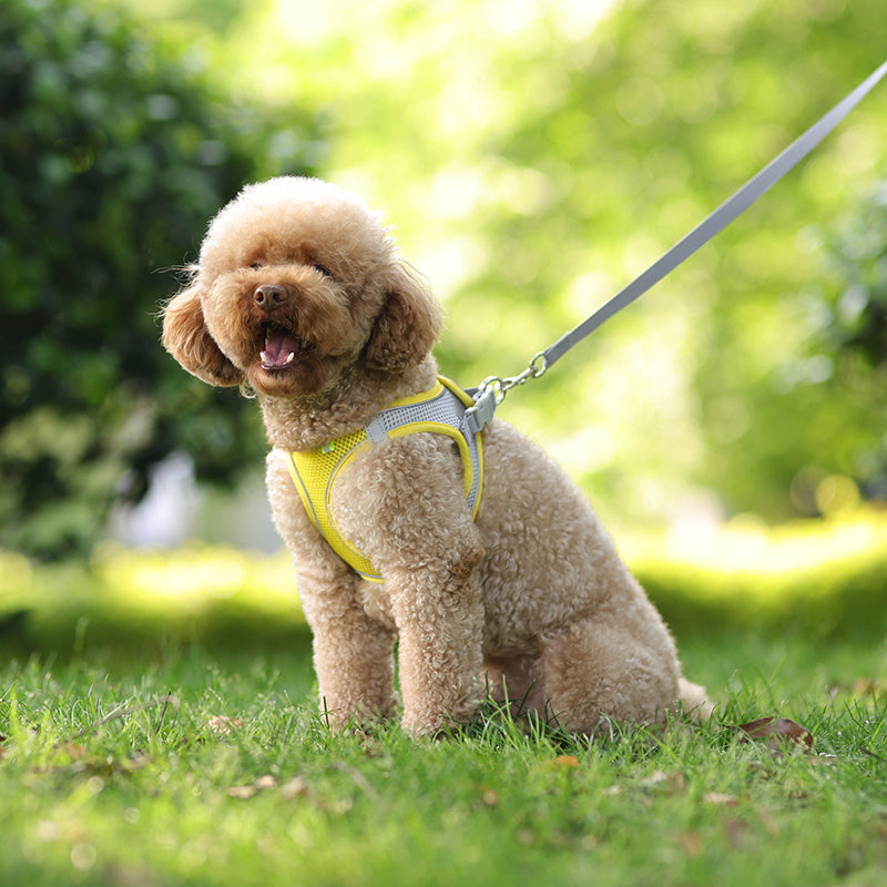 Dog Harness Leash