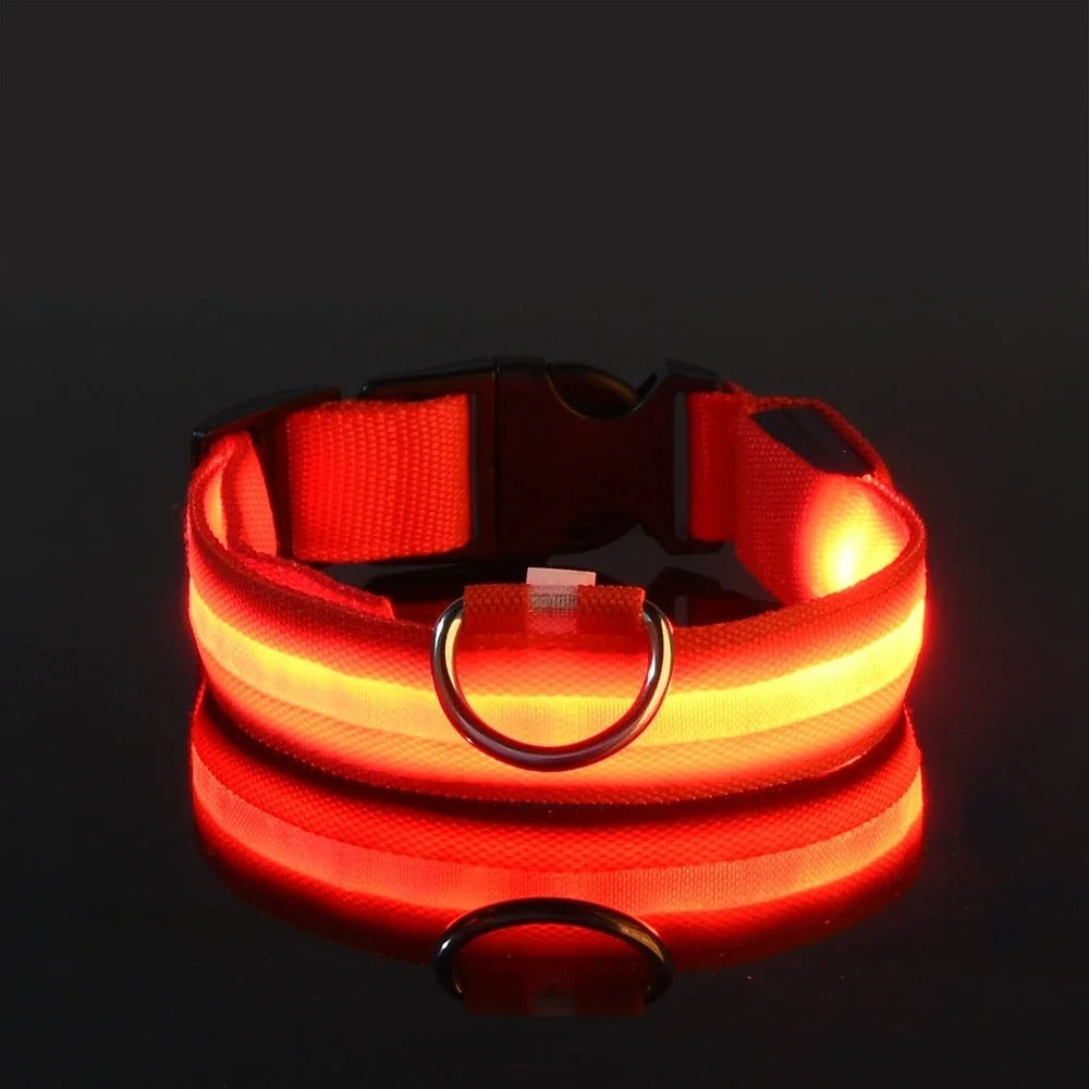 Luminous Night Safety Collar